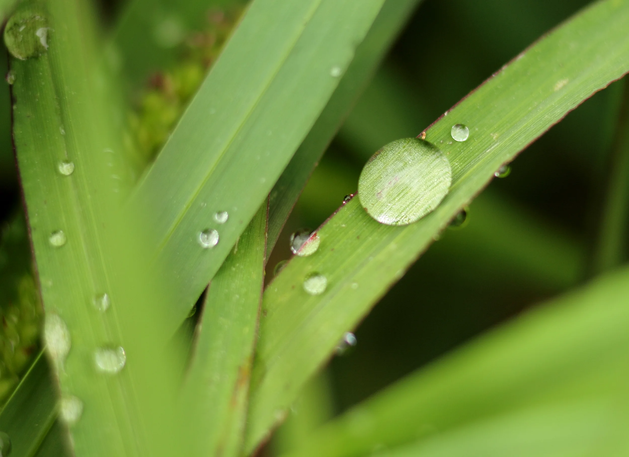 Water on the Grass.JPG