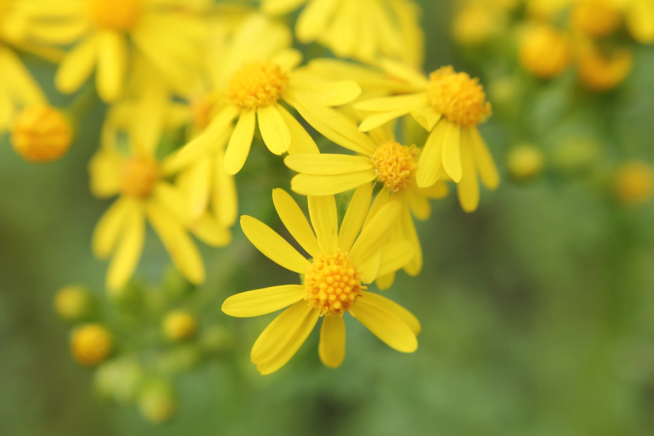 yellow flowers.JPG