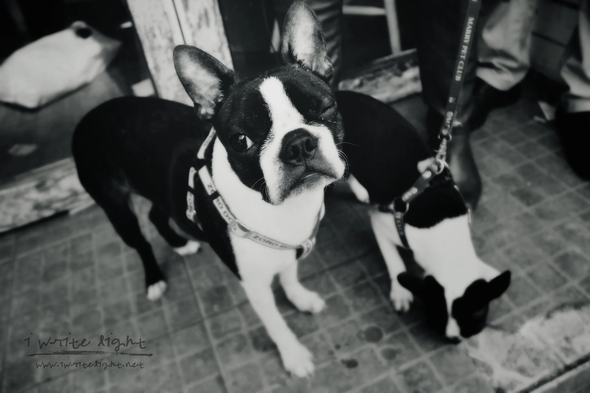 IMG_1801bw.jpg
