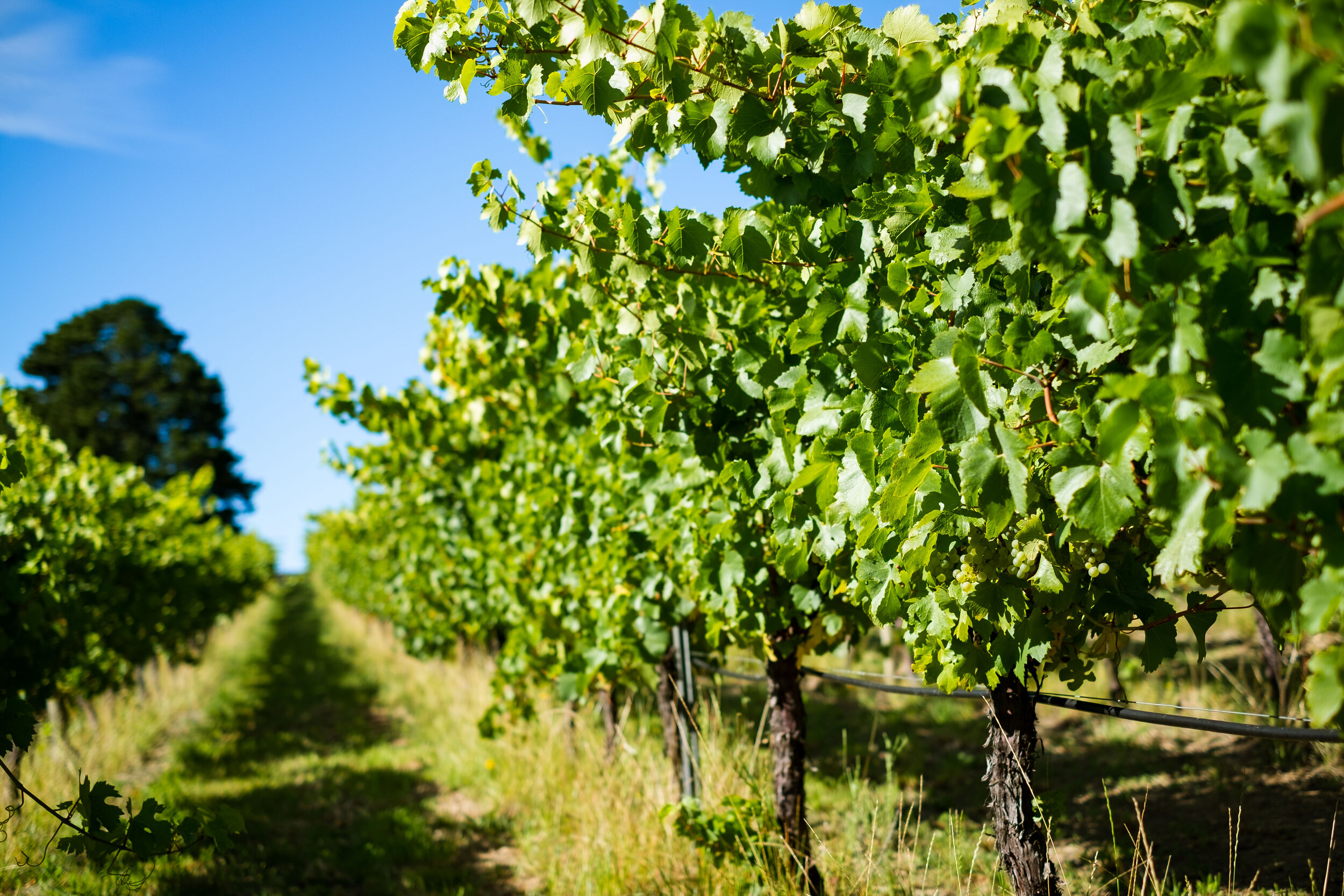 Vineyards-3.jpg