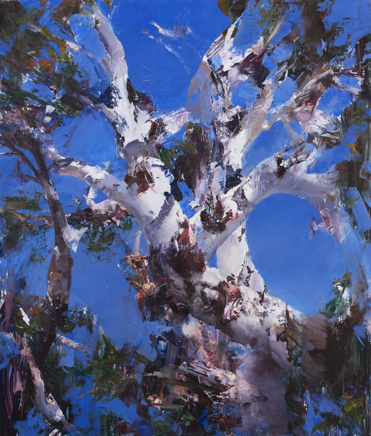Dancing Gums 90 x 75cm