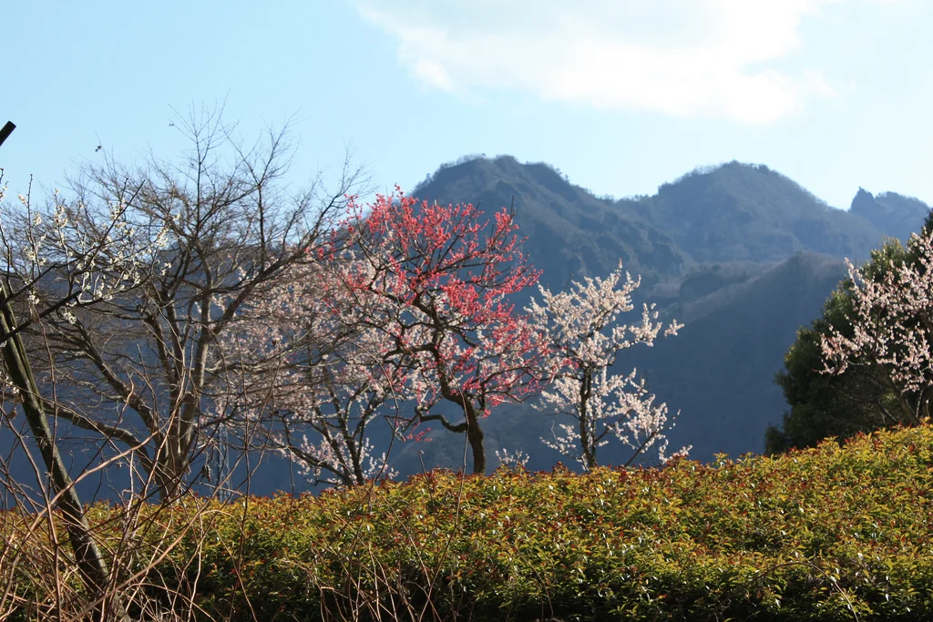 Minae Mizumura's <i>A True Novel</i>