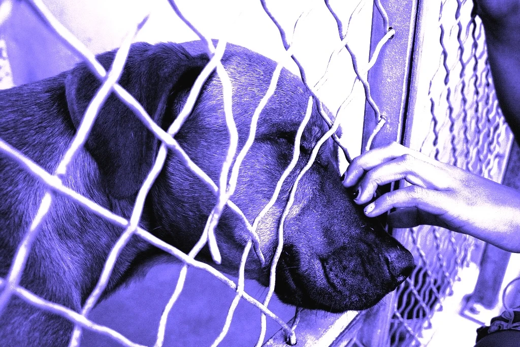 Clemens J. Setz's <i>Indigo</i>