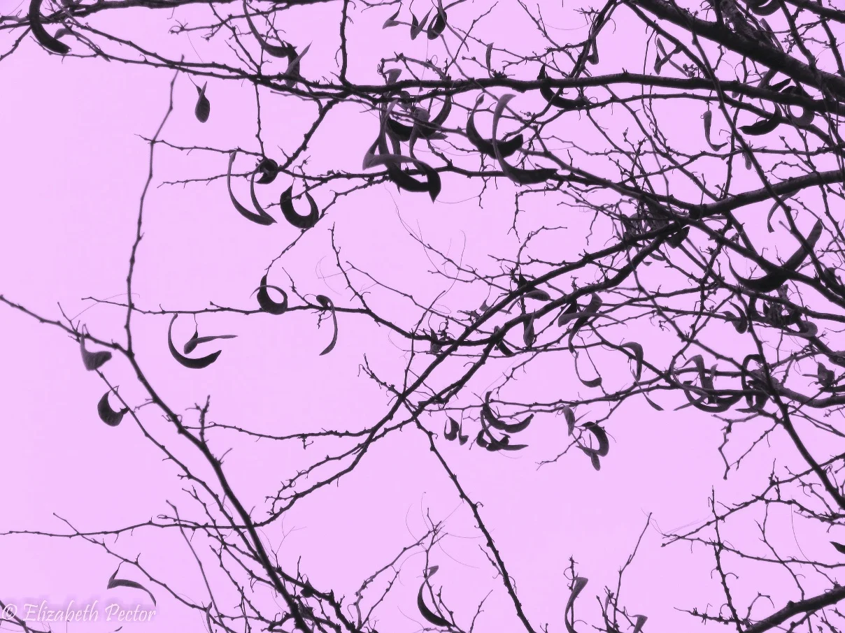 Amjad Nasser's <i>Land of No Rain</i>