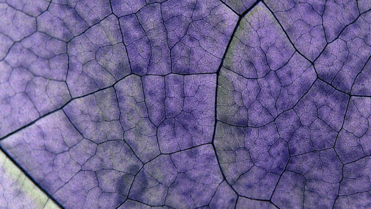 David Grubbs's <i>Records Ruin the Landscape</i>