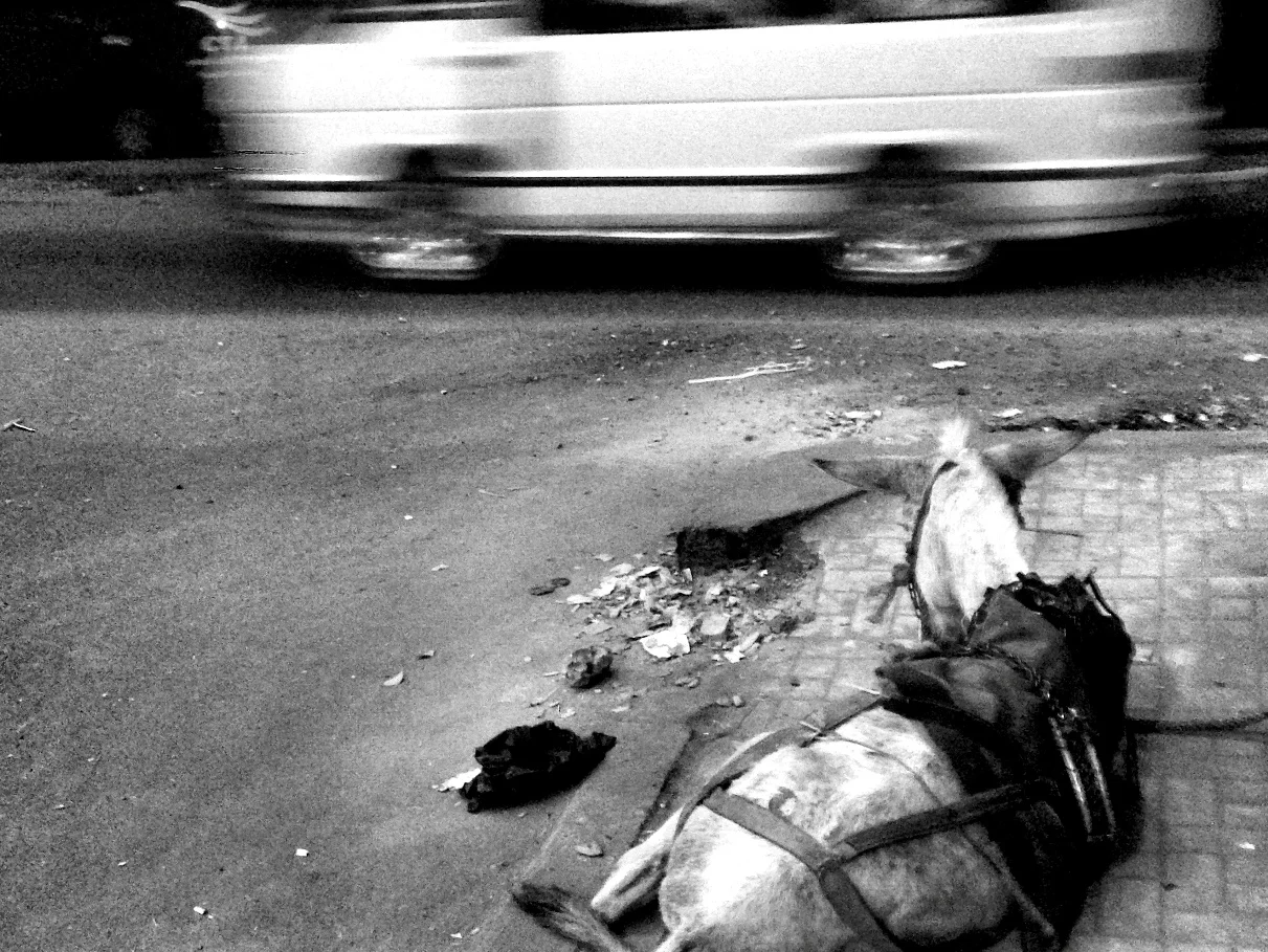 A Conversation with Youssef Rakha