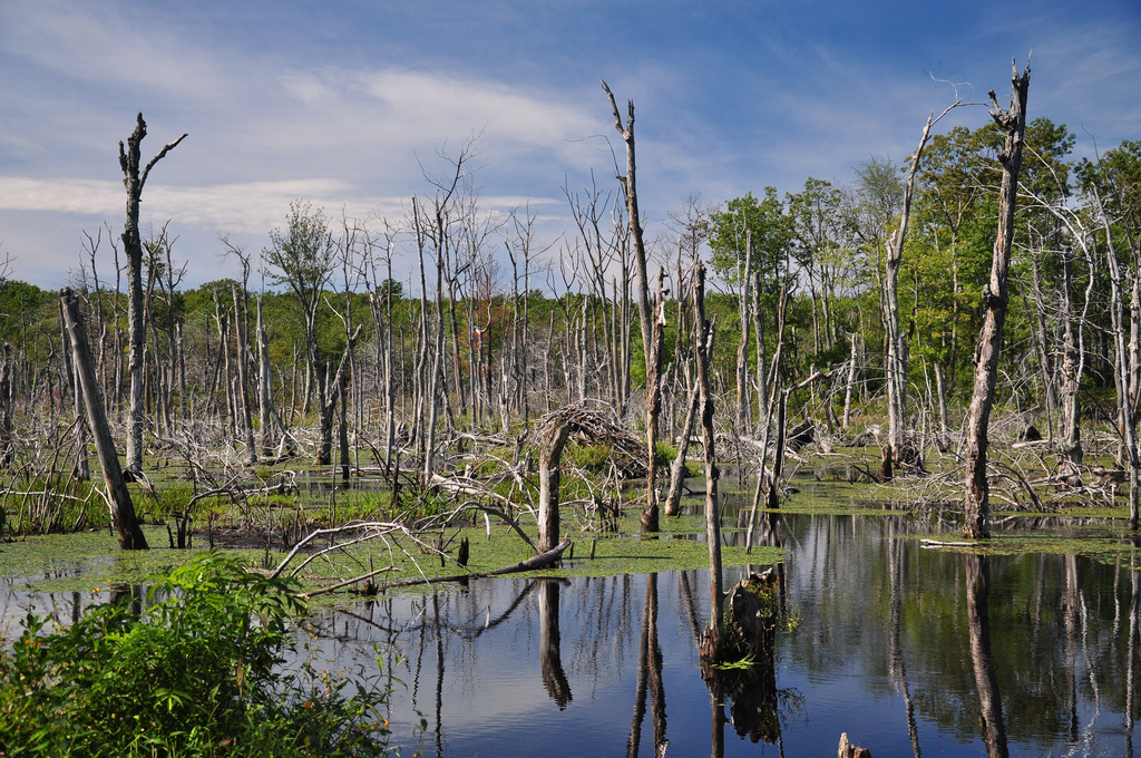 Paul Kingsnorth’s <i>The Wake</i>