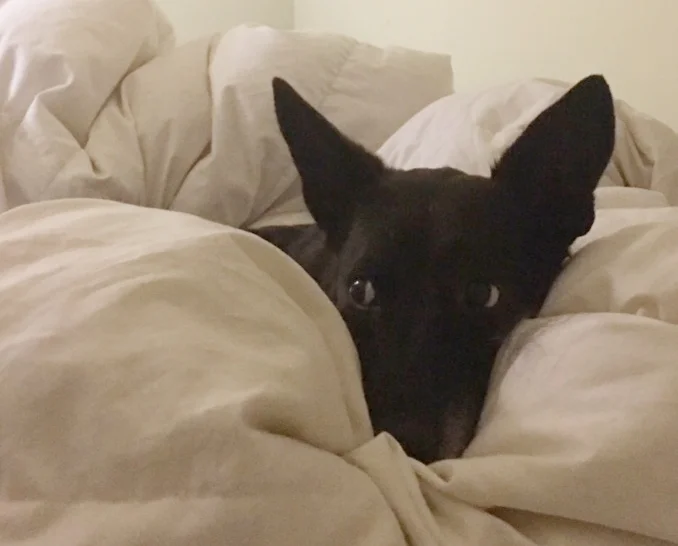 Chevillard’s Dog: a story by Jeremy M. Davies