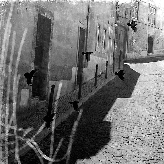 Extraite du livre Paysage de Cerveau , photographie Adrienne Arth