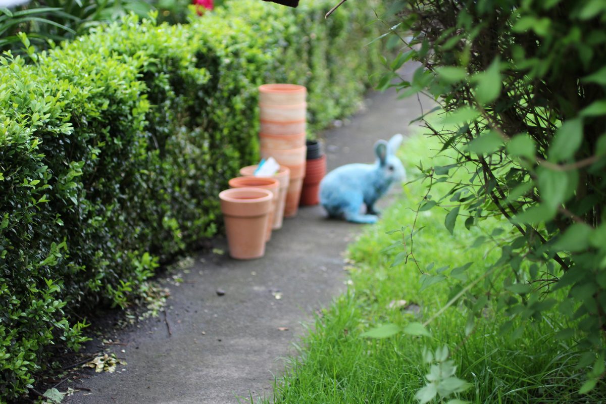 Blue rabbit