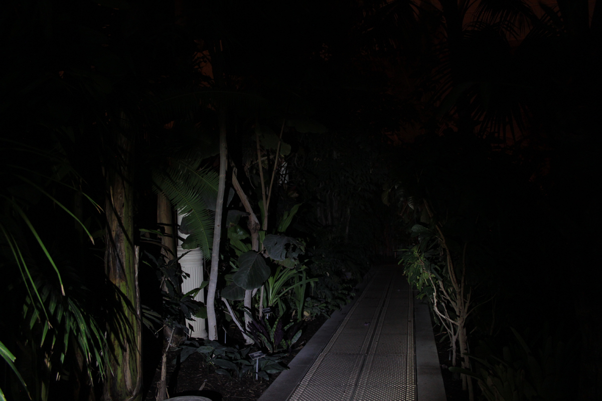 Night at the Botanic Gardens, Glasnevin