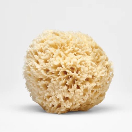 Large Natural Bath Sea Sponge — Nectar Republic