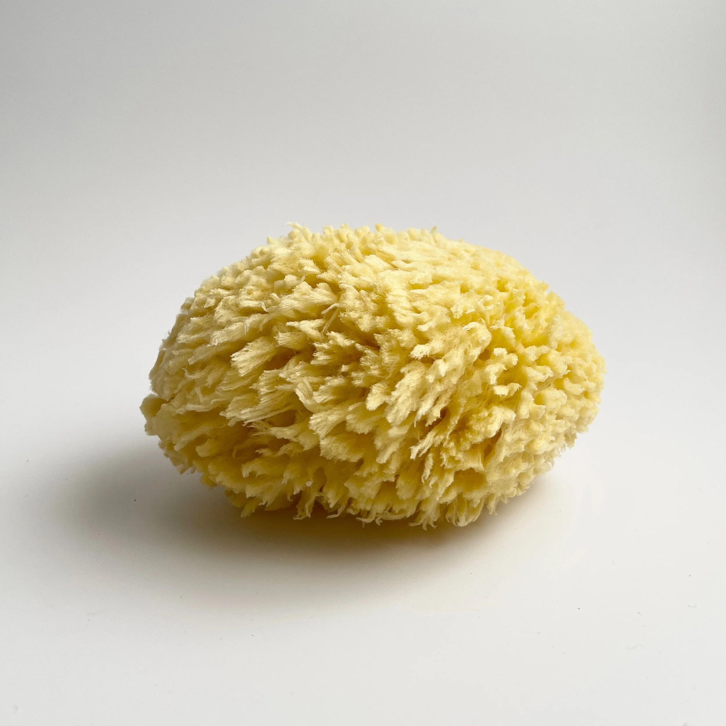 Sea Sponge.jpg