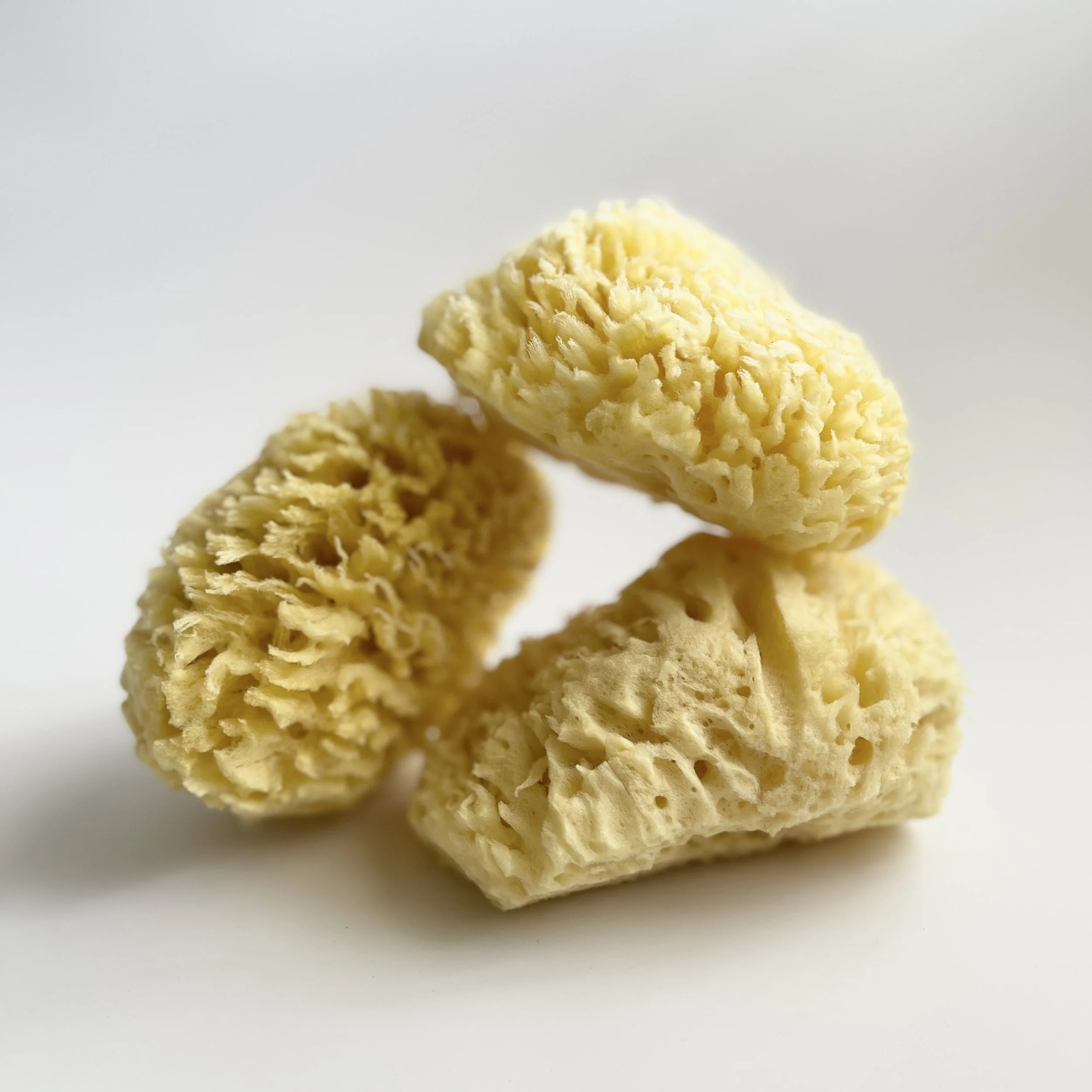 Sea Sponges.jpg