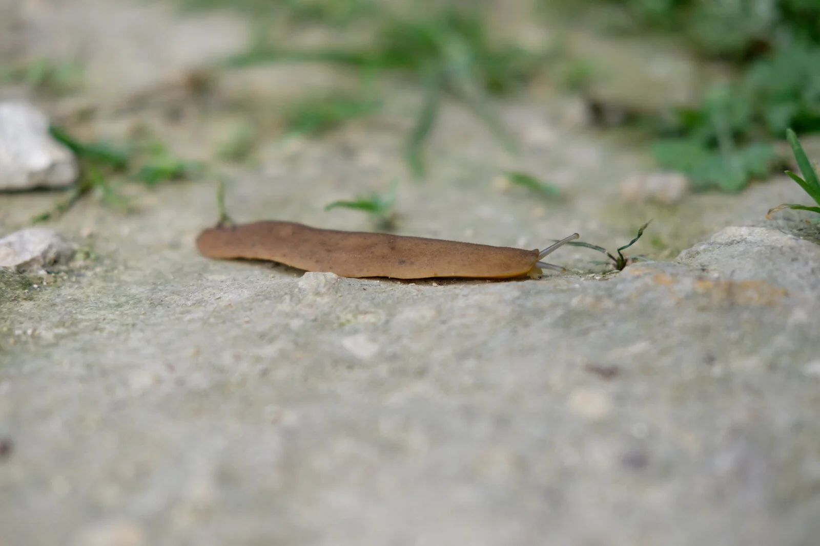 DSCF4316.jpg