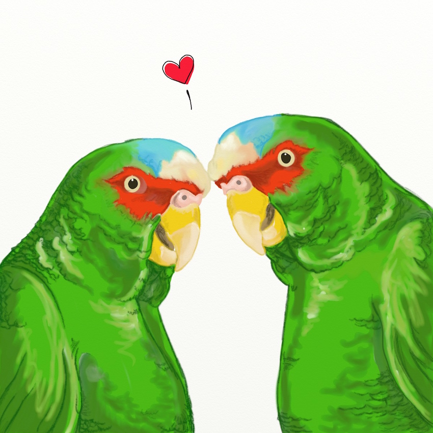 White-Fronted Parrots