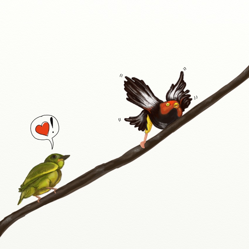 Club-Winged Manakin