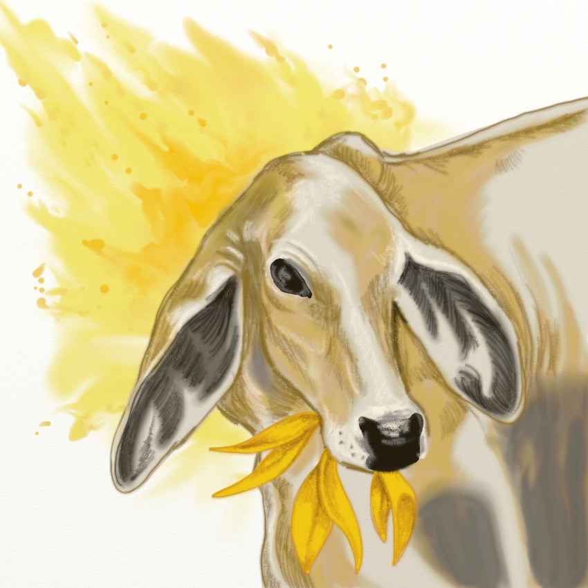 Indian Yellow