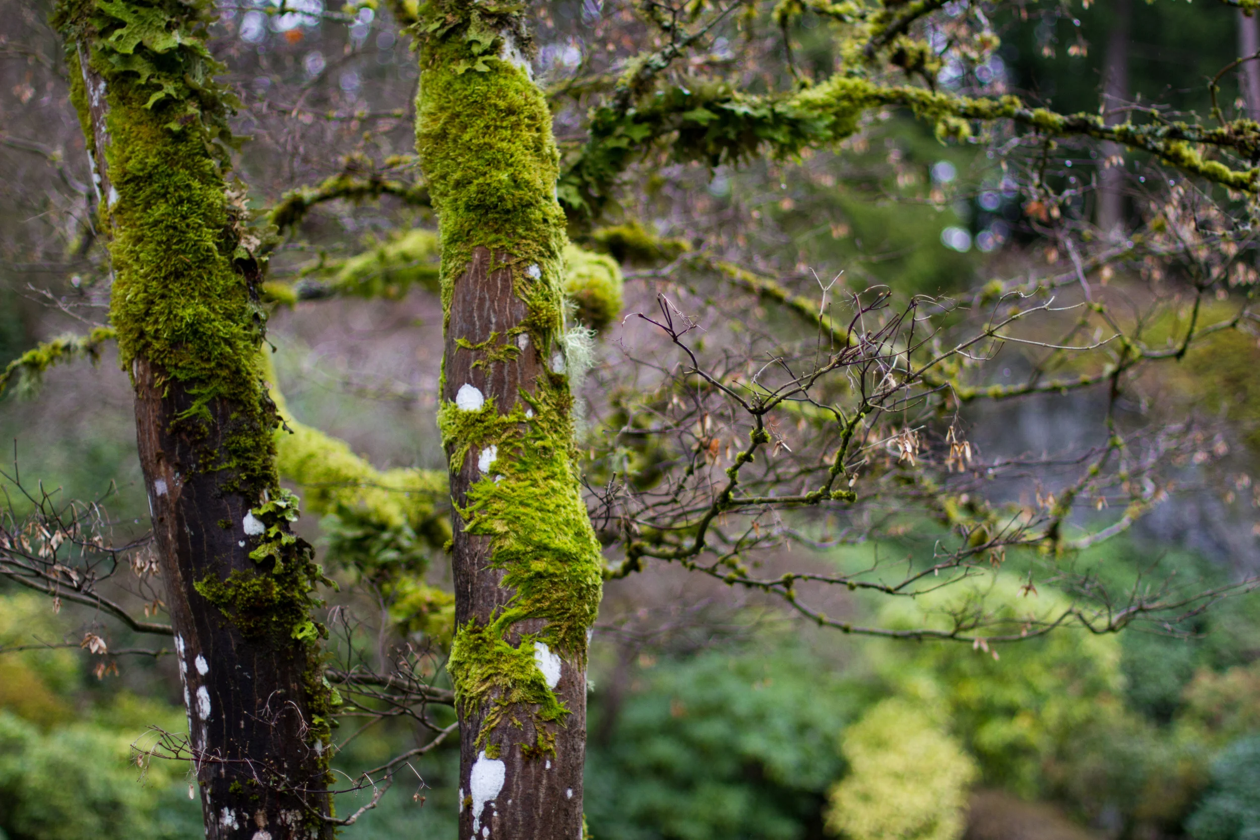 Laura Grace Photography nature landscape