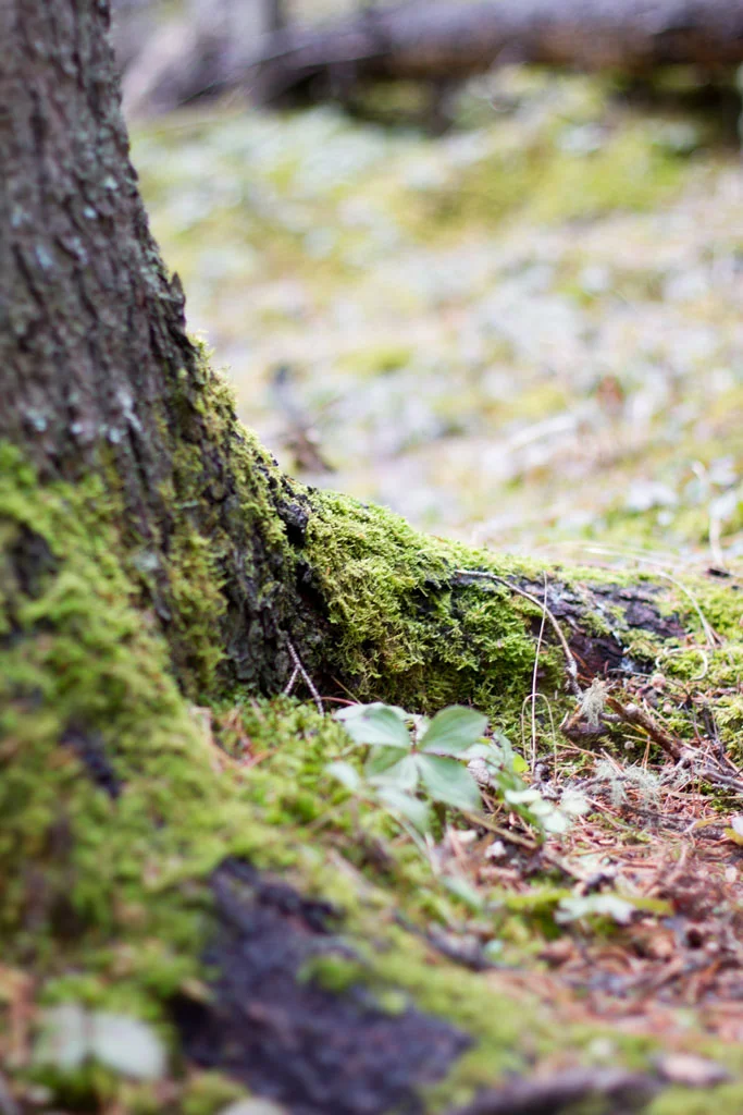 Laura Grace Photography nature landscape