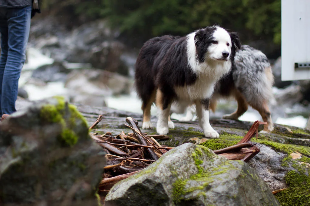 Laura Grace Photography pet portraits