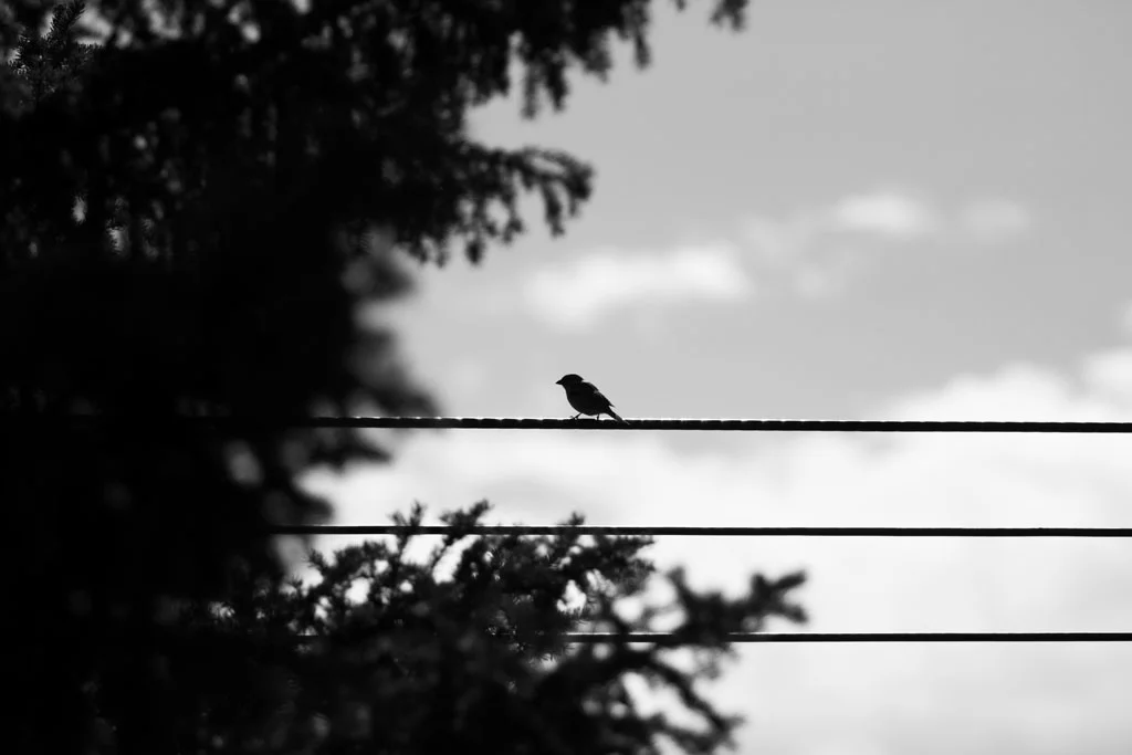 Laura Grace Photography nature landscape