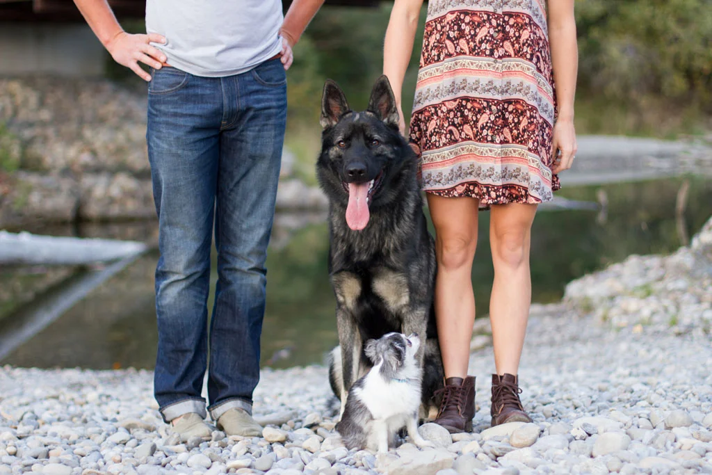 Laura Grace Photography pet portraits