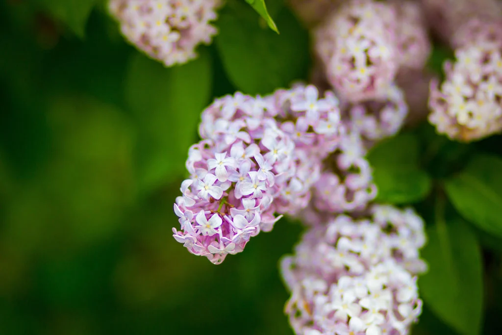 Laura Grace Photography nature landscape