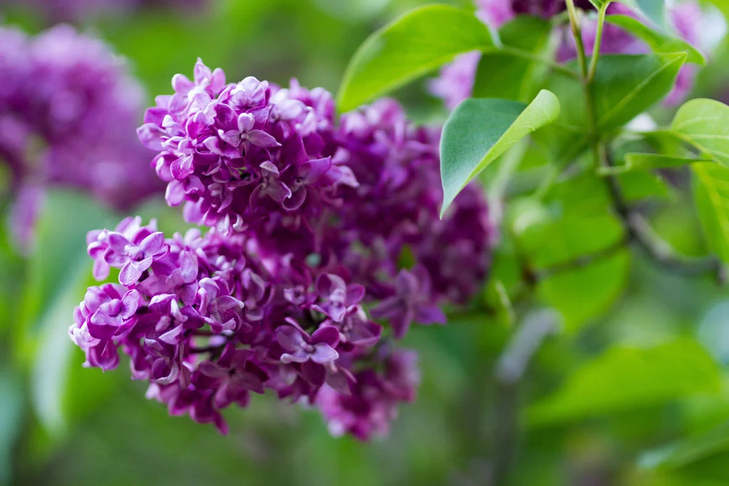 Laura Grace Photography nature landscape