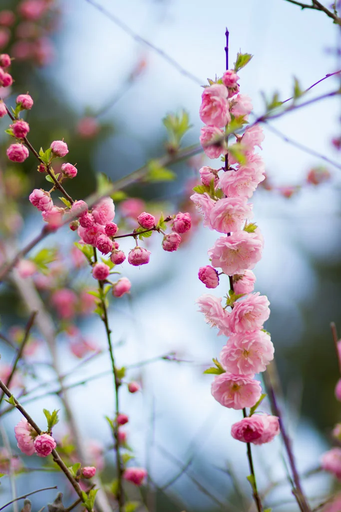Laura Grace Photography nature landscape