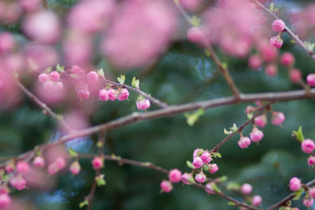 Laura Grace Photography nature landscape