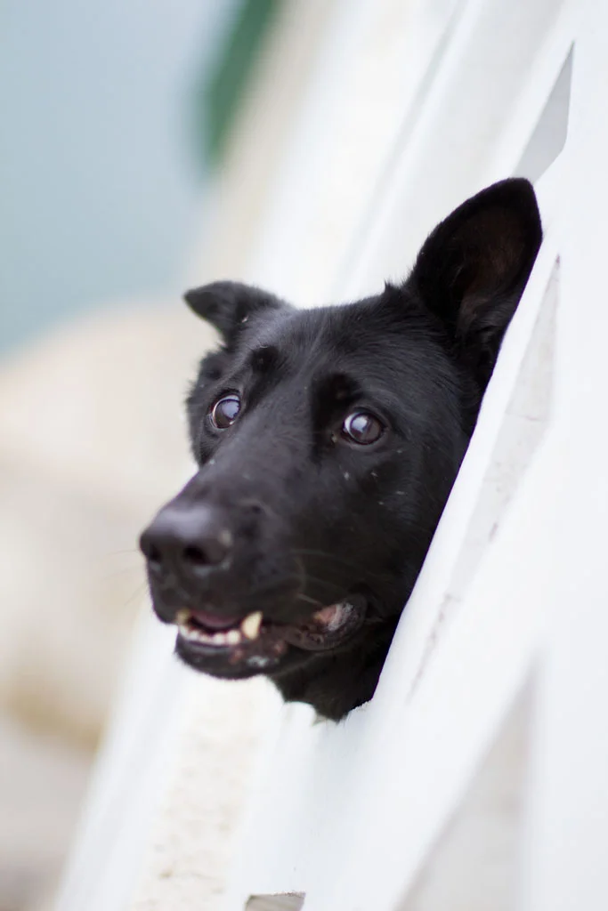 Laura Grace Photography pet portraits