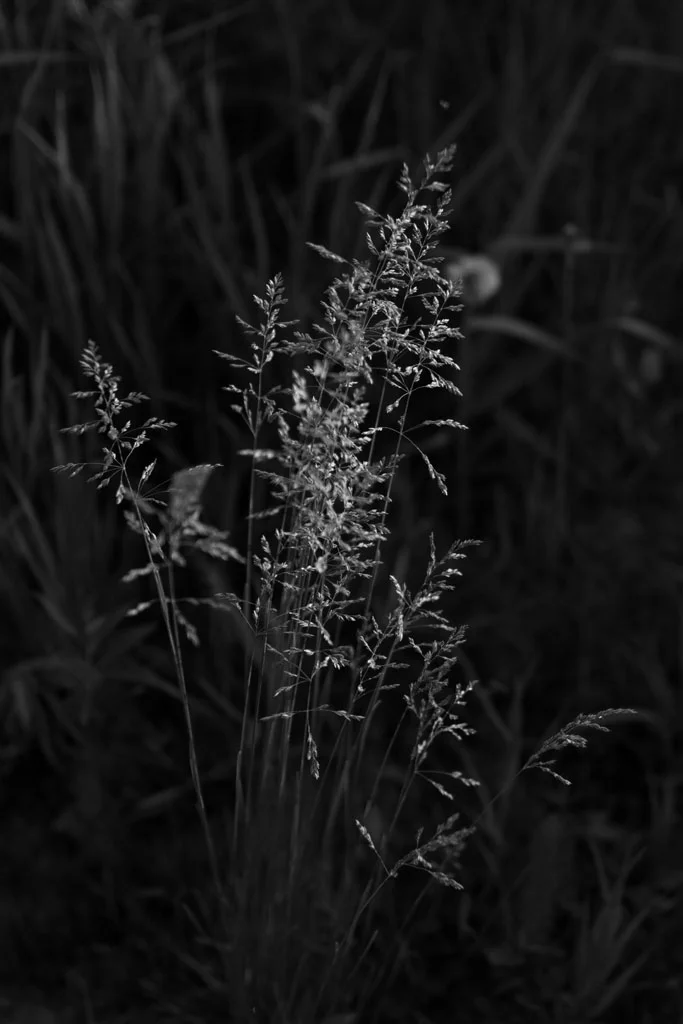 Laura Grace Photography nature landscape