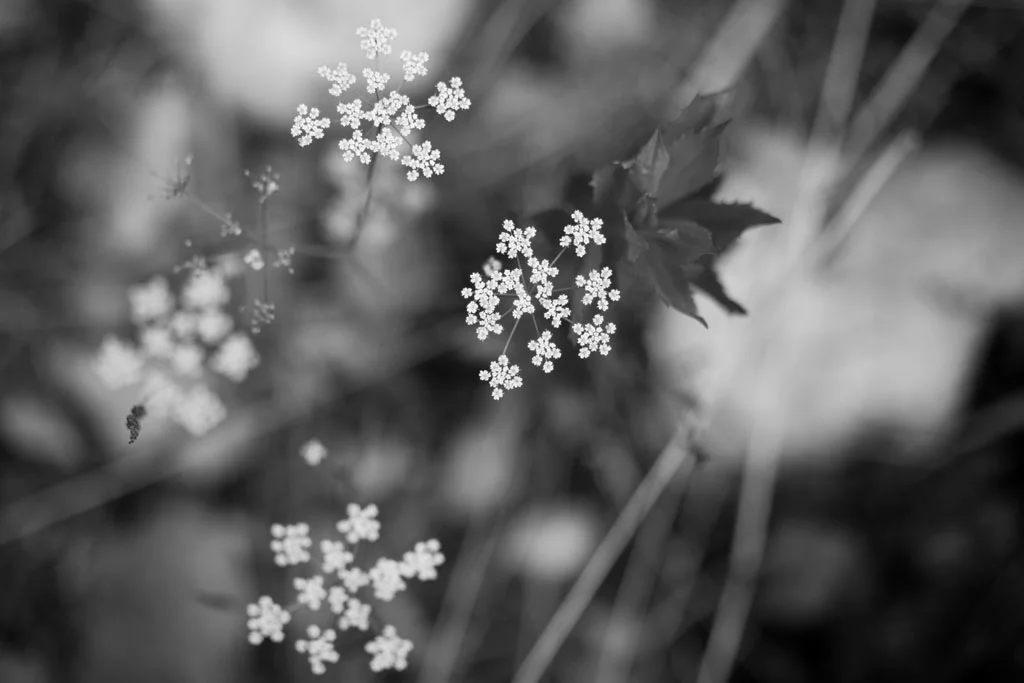 Laura Grace Photography nature landscape