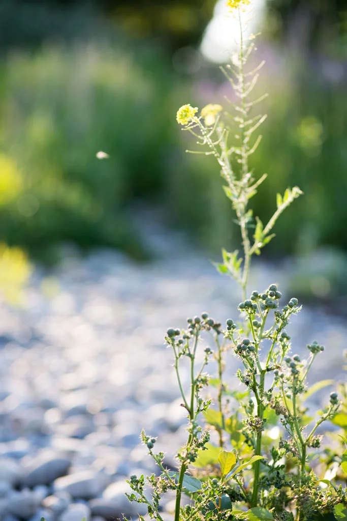 Laura Grace Photography nature landscape