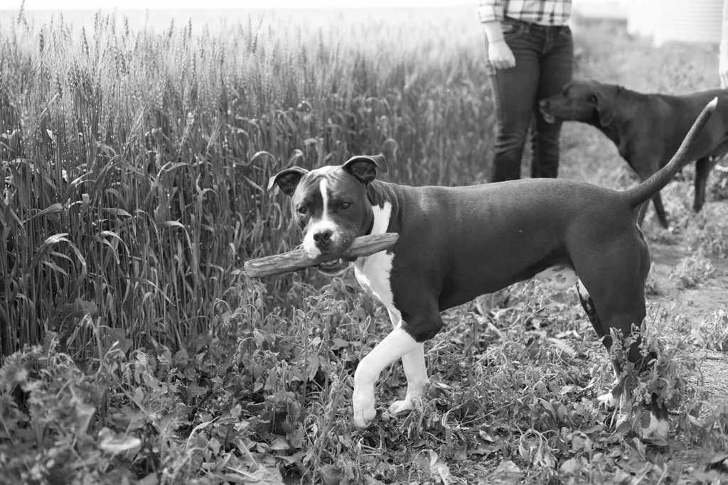 Laura Grace Photography pet portraits