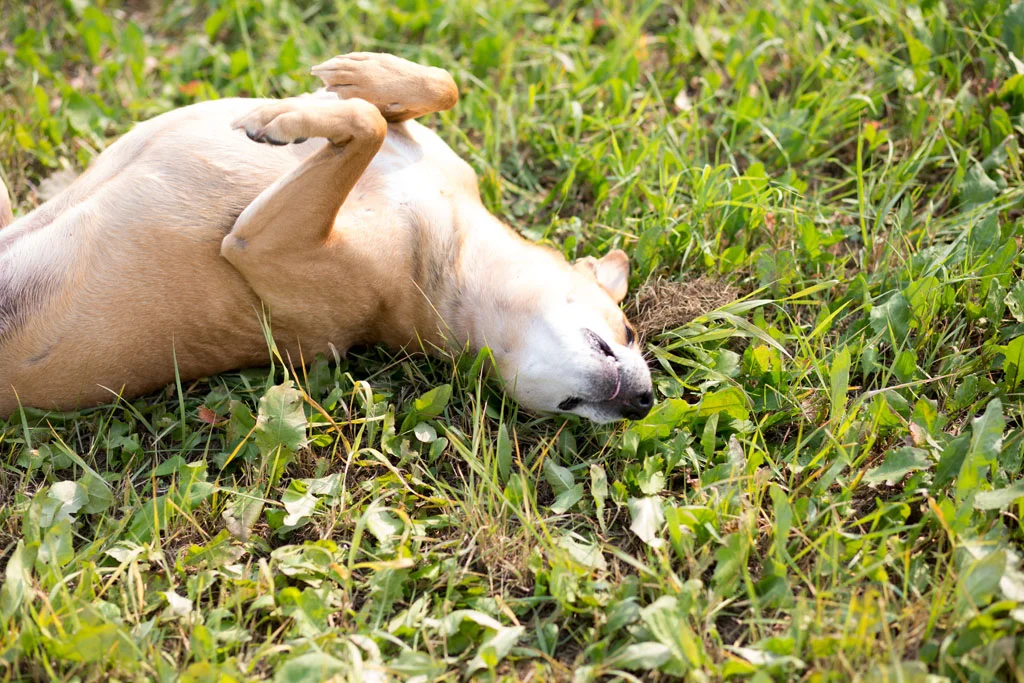 Laura Grace Photography pet portraits
