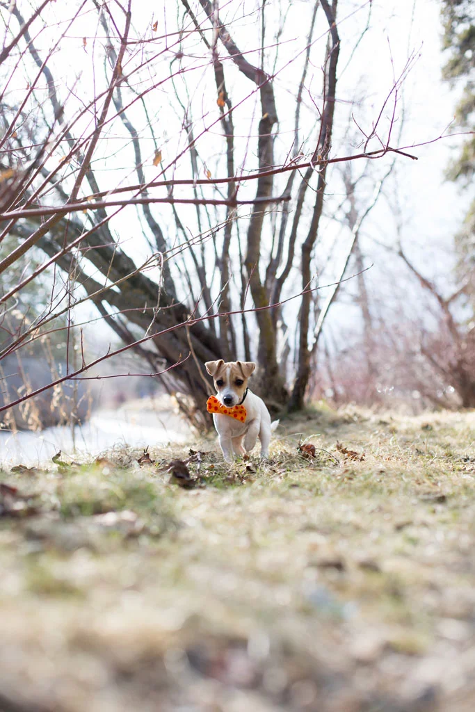 Laura Grace Photography pet portraits