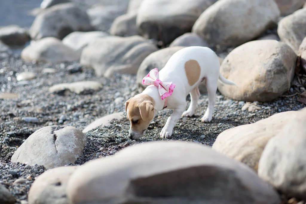 Laura Grace Photography pet portraits