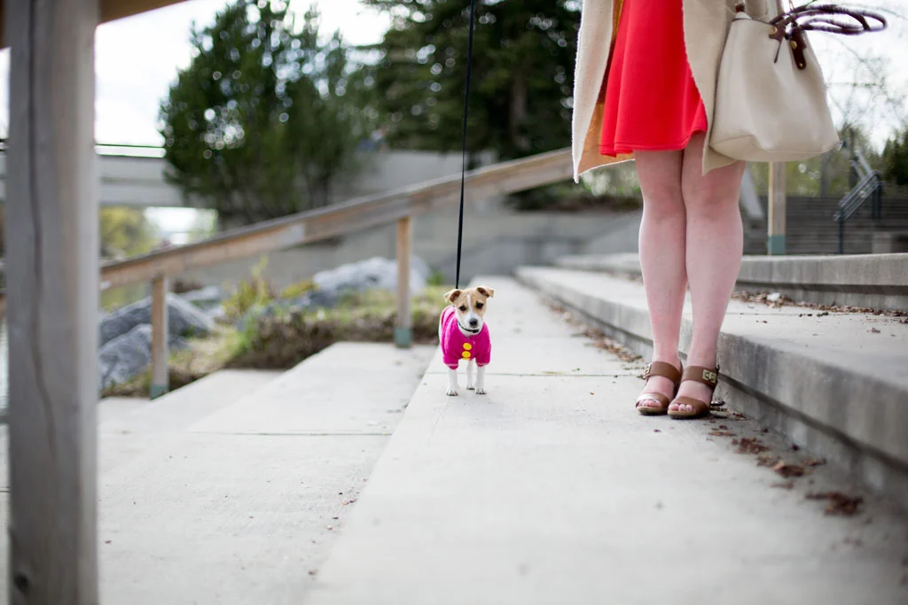 Laura Grace Photography pet portraits
