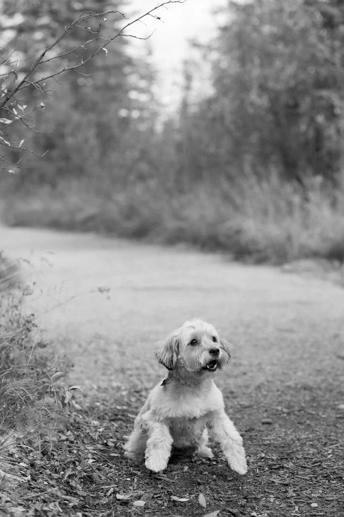 Laura Grace Photography pet portraits