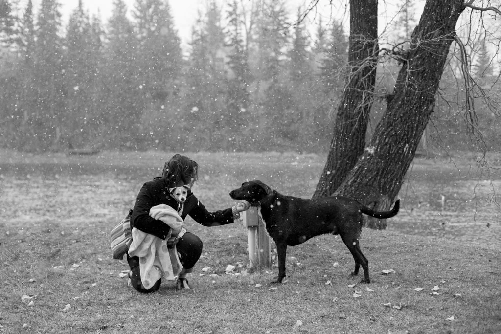 Laura Grace Photography pet portraits