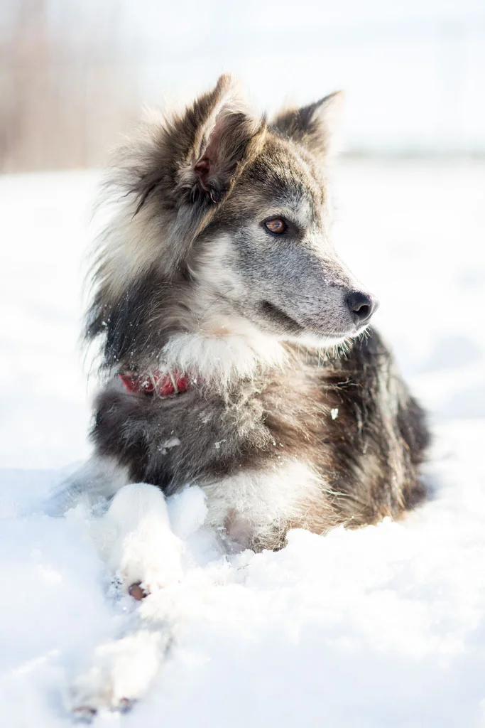 Laura Grace Photography Pet Portrait