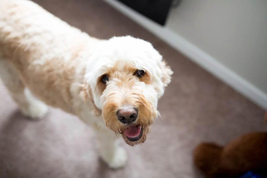 Laura Grace Photography Dog Photography