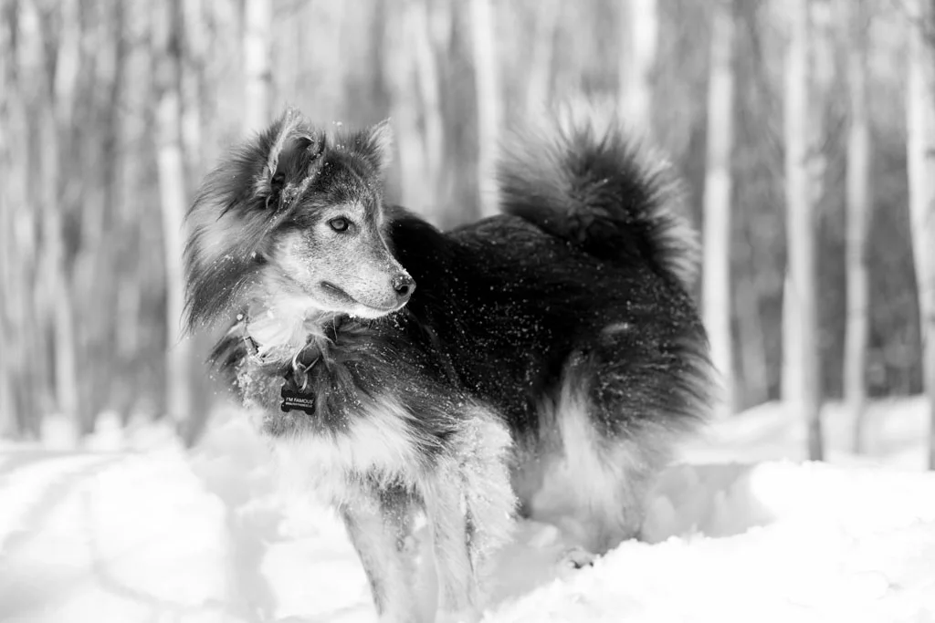 Laura Grace Photography Dog Photography