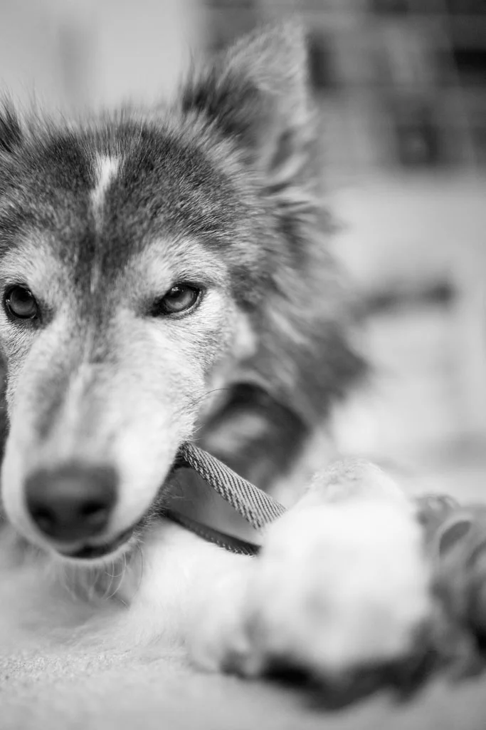 Laura Grace Photography Dog Photography