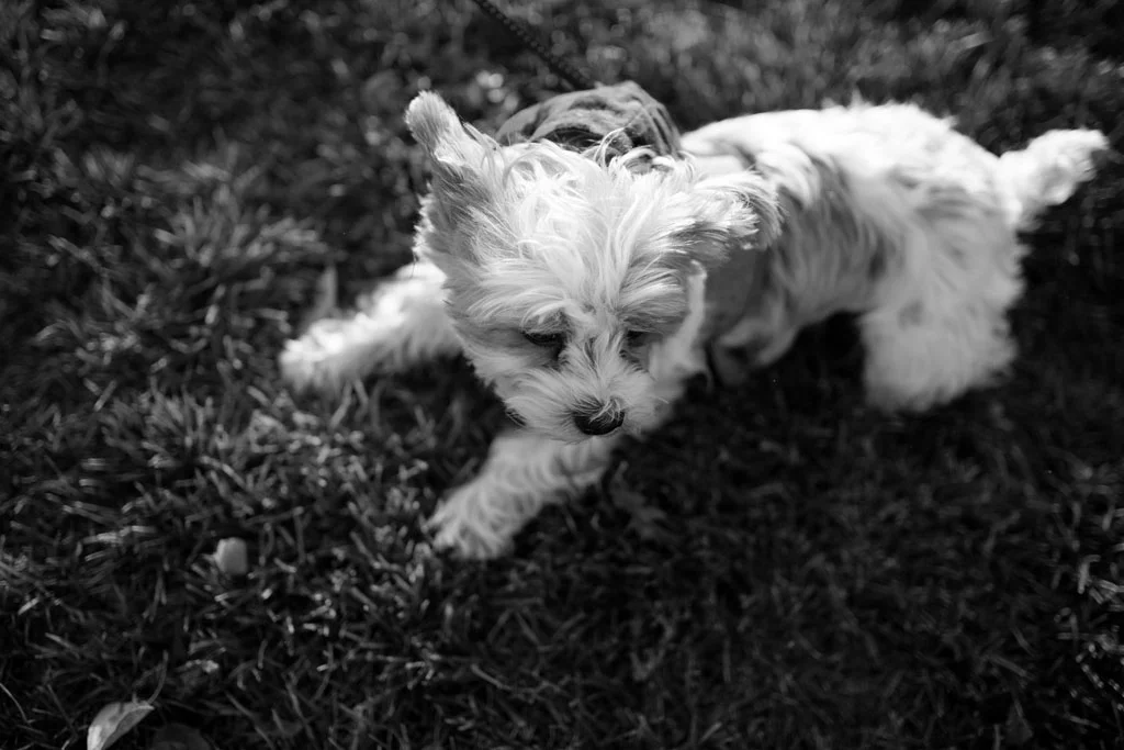 20181020 Jenna and Craig 0883(B&W).jpg