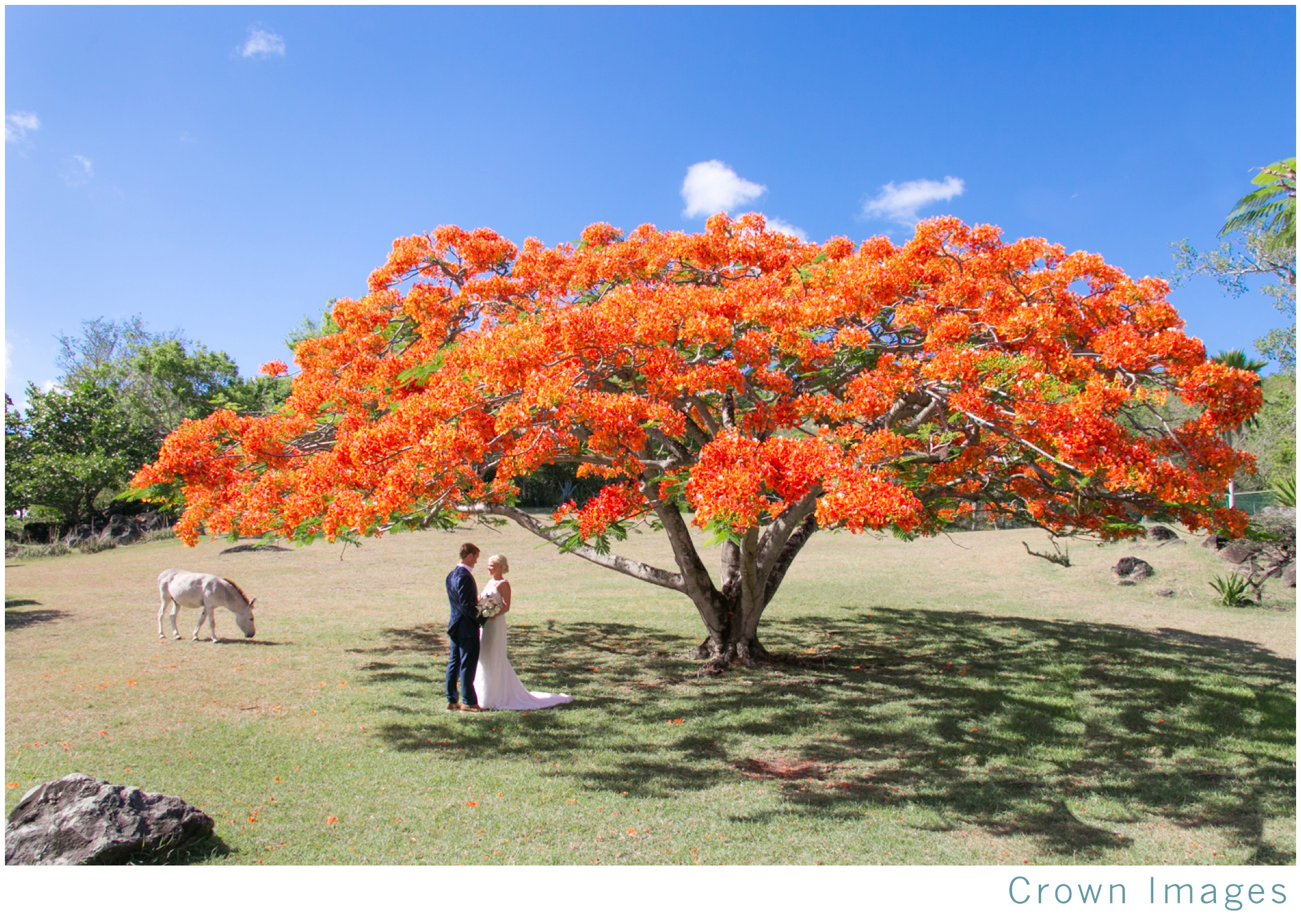 st john wedding caneel bay resort_1585.jpg