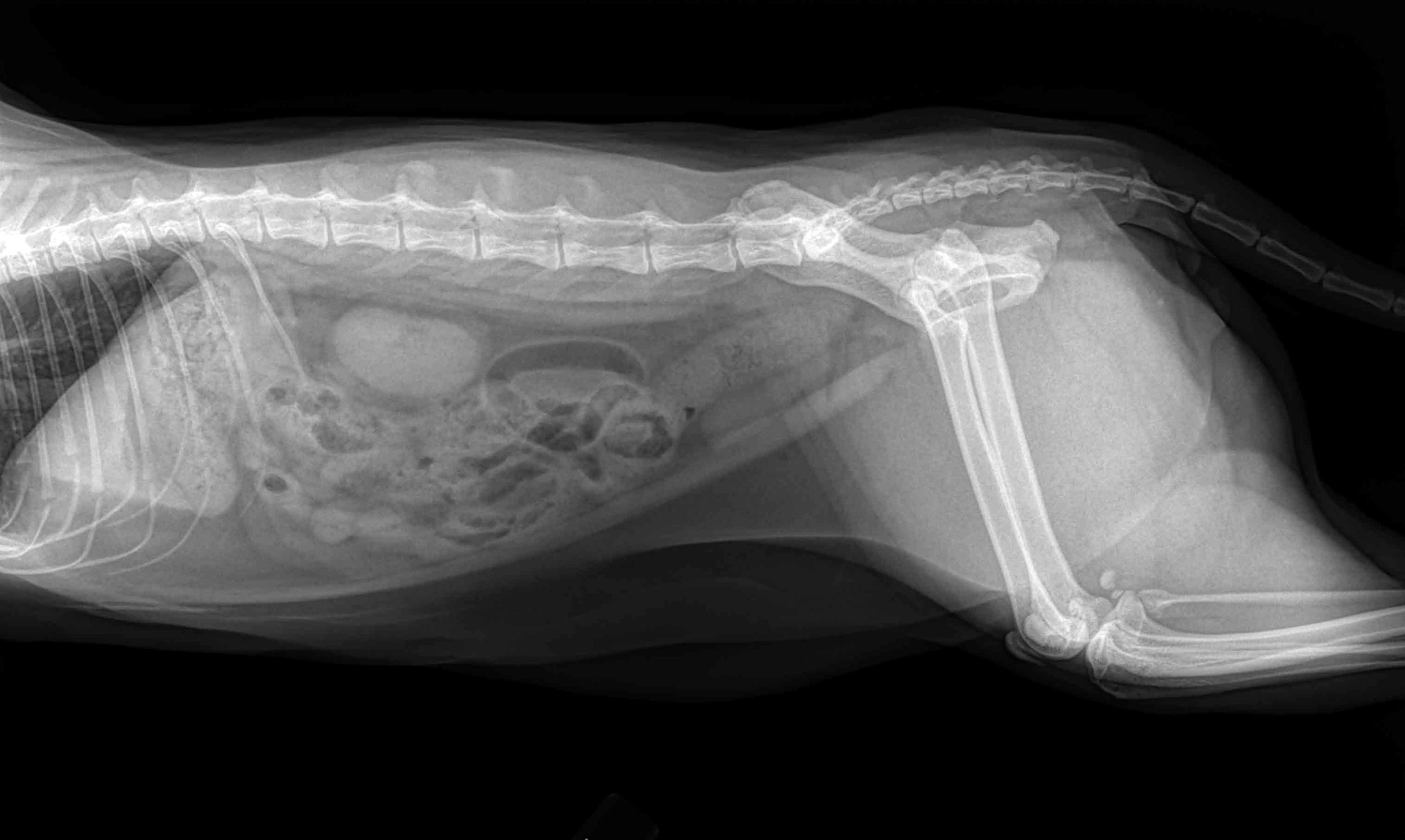 Frank XRay.jpg