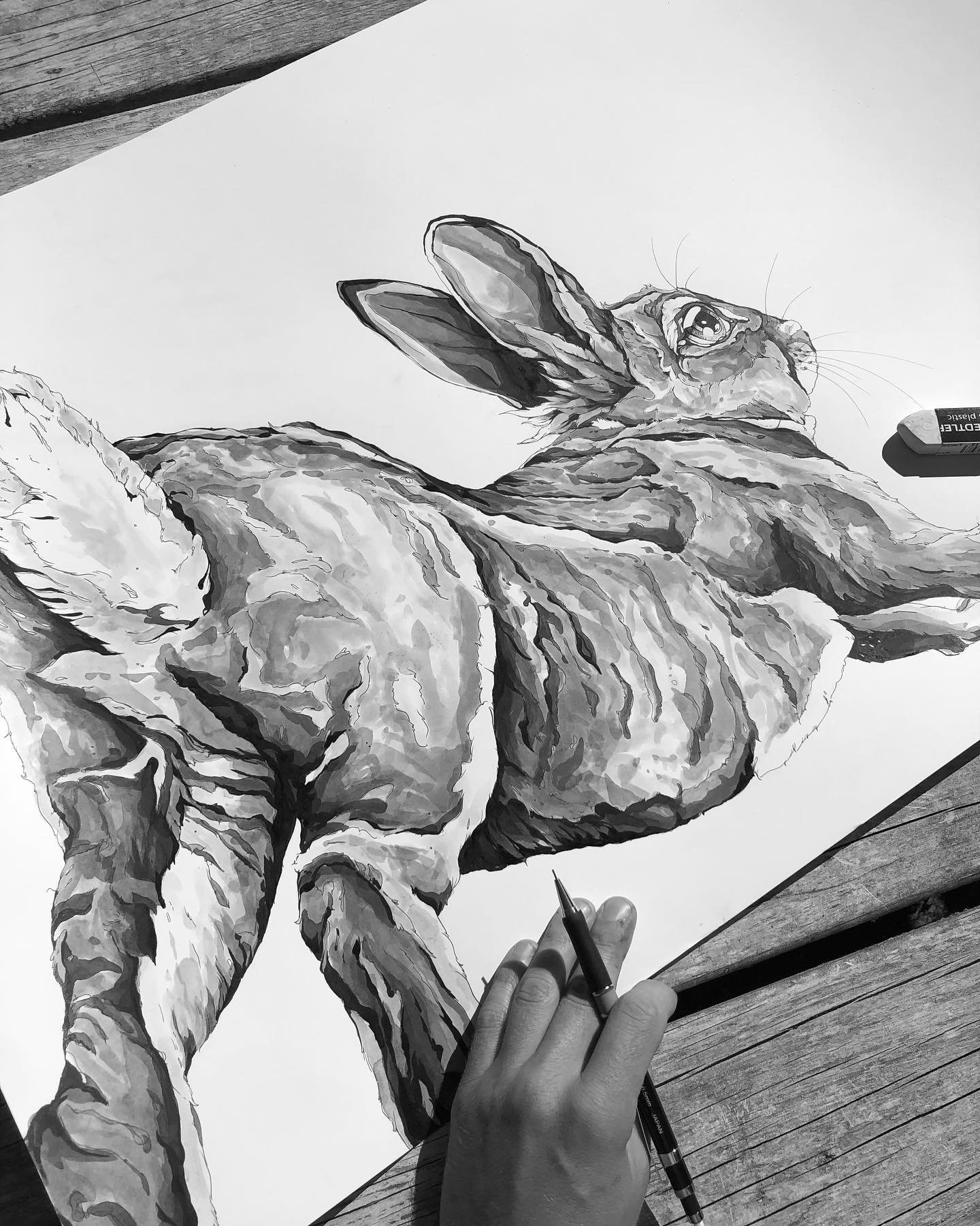The rabbits are out in force back home in #bloomingtonindiana and happily eating their way through everything. 

I&rsquo;ve been drawing a lot of dead things so it&rsquo;s time for a few light hearted drawings.
.
.
.
#cottontail #rabbit #rabbitsofins
